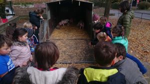 schweineschule
